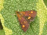 Pyrausta Moth