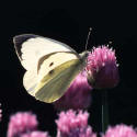 Backlighting of Large White