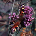 Damaged Peacock