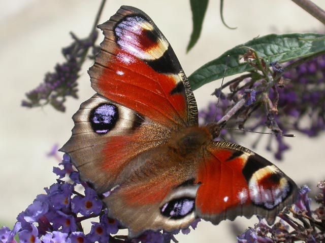 Peacock butterfly on Buddleia 'Nanho Blue'