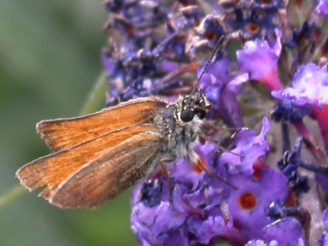 Essex Skipper butterfly on Buddleia 'Nanho Blue'