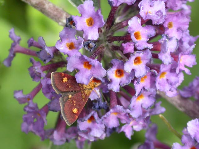 Pyrausta moth on Buddleia 'Nanho Blue'