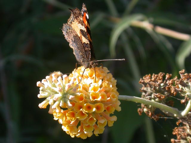 Small Tortoiseshell butterfly on Buddleia weyerana 'Sungold'