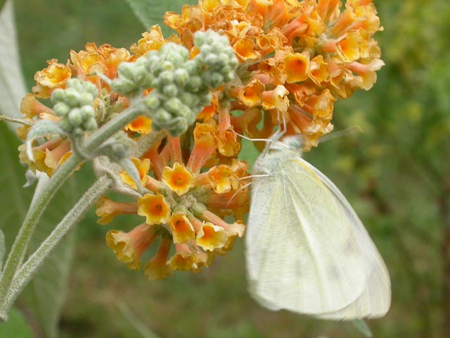 Small White butterfly on Buddleia weyerana 'Sungold'