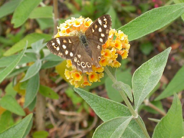 Speckled Wood butterfly on Buddleia weyerana 'Sungold'