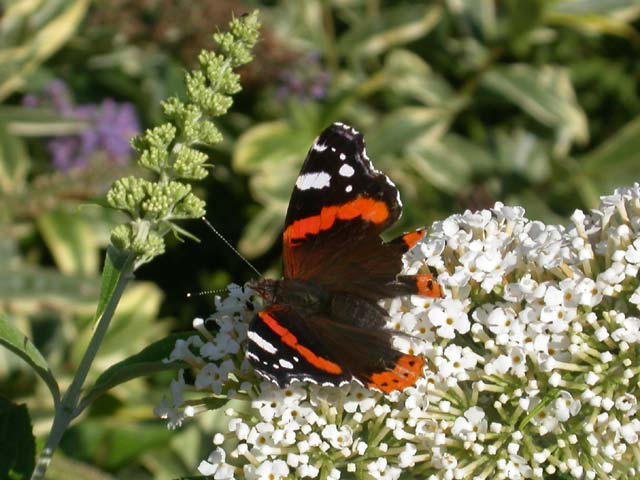 Red Admiral butterfly onBuddleia davidii 'White Profusion'