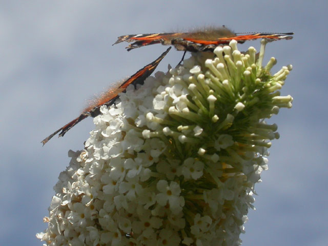 Small Tortoiseshell butterfly onBuddleia davidii 'White Profusion'