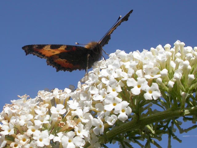 Small Tortoiseshell butterfly onBuddleia davidii 'White Profusion'