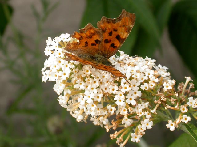 Comma butterfly on Buddleia davidii 'White Profusion'