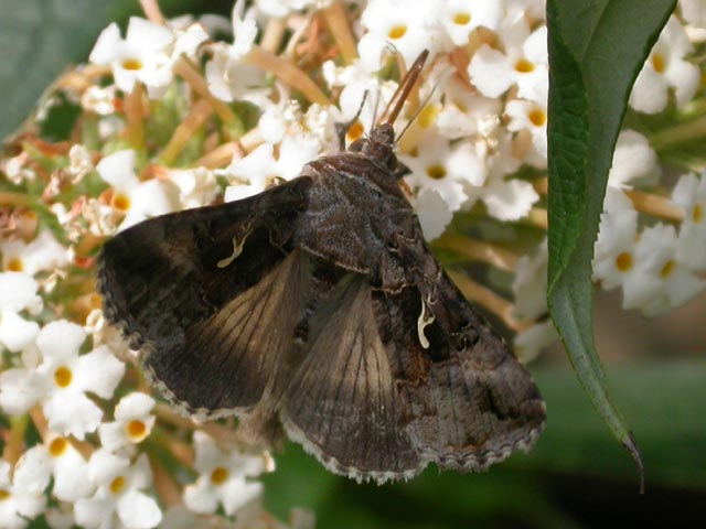 Silver Y moth on Buddleia davidii 'White Profusion'
