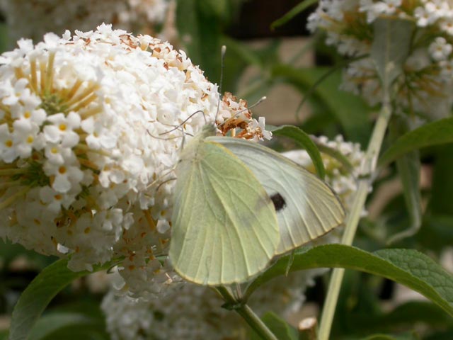 Large White butterfly on Buddleia davidii 'White Profusion'
