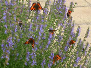 Small Tortoiseshells on Blue Hyssop