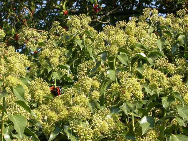 Red Admiral on Ivy