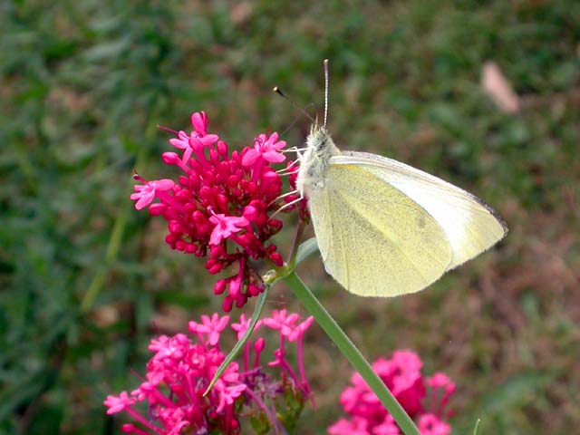 Small White butterfly on Red Valerian (Kentranthus ruber)