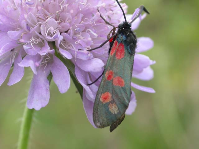 6 spot Burnet moth on Field Scabious