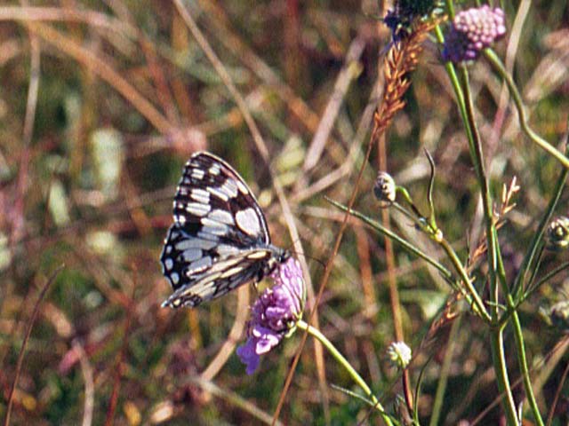 Marbled White butterfly on Field Scabious