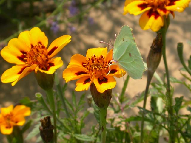 Brimstone butterfly on French Marigold