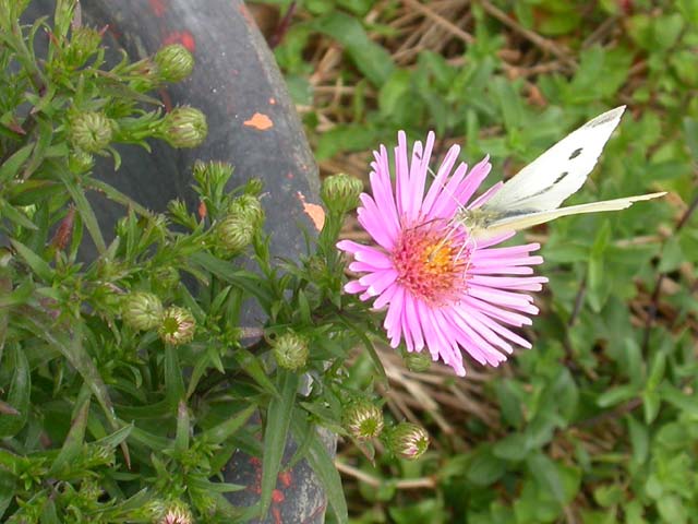 Small White butterfly on Michaelmas Daisy