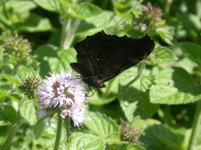 Peacock butterfly on Mentha aquatica (Water Mint)