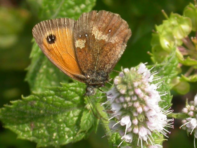 Gatekeeper butterfly on Mint (Mentha)