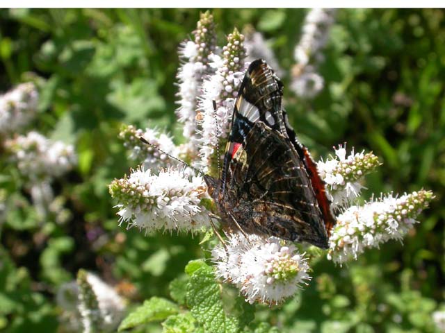 Red Admiral butterfly on Mint (Mentha)