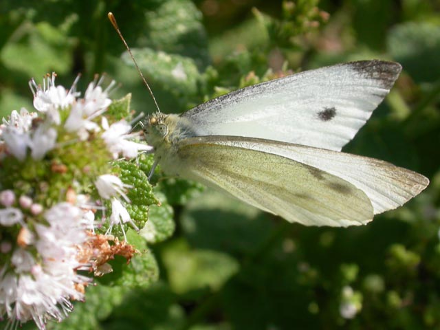 Small White butterfly on Mint (Mentha)