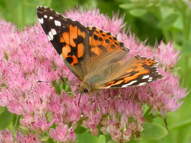 Painted Lady butterfly on Sedum spectabile