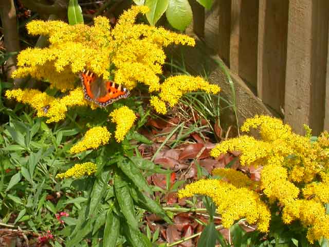 Small Tortoiseshell on Golden Rod