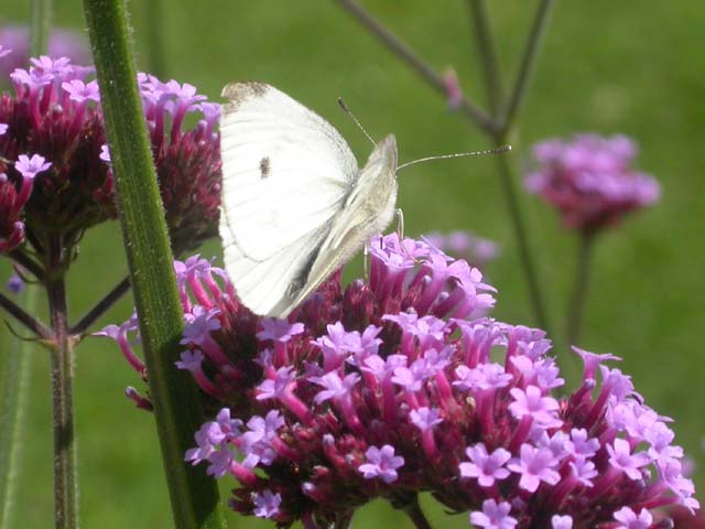 Small White butterfly on Verbena bonariensis