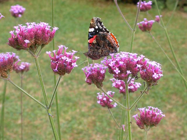 Red Admiral butterfly on Verbena bonariensis