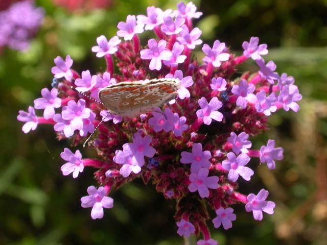 Brown Argus butterfly on Verbena bonariensis