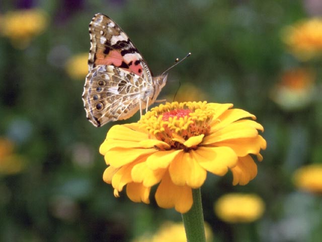 Image of Painted Lady butterfly on Zinnia plant