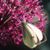 Large White on allium