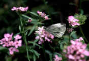 Green-veined White on Candytuft