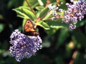 Gatekeeper on Ceanothus 'Gloire de Versailles'