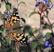 Painted Lady