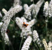 Small Copper on Bugbane