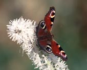 Peacock on Bugbane