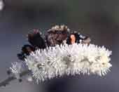 Red Admiral on Bugbane