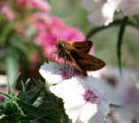 Large Skipper