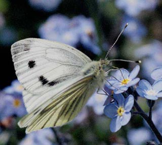 Green-veined White on Forget-me-not