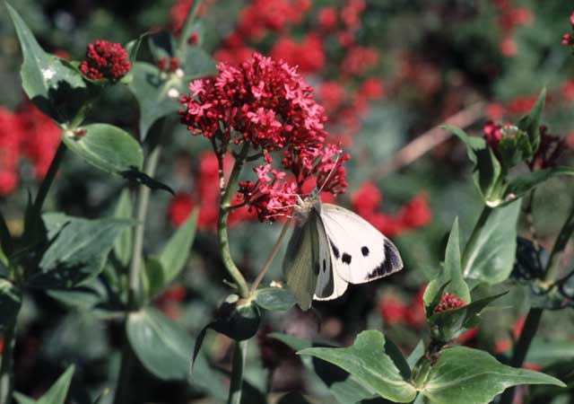 Large White on Kentranthus ruber